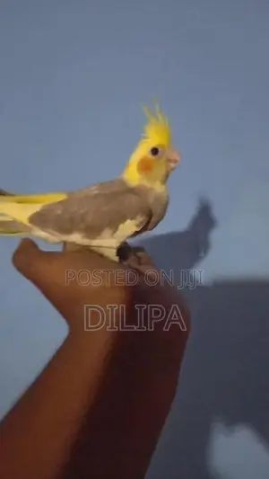 Cocktail Birds