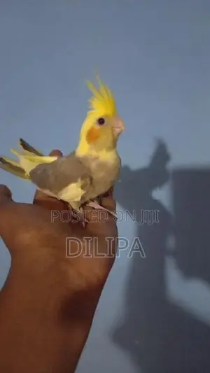 Cocktail Birds