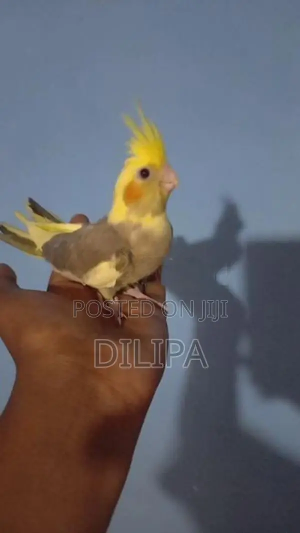 Cocktail Birds