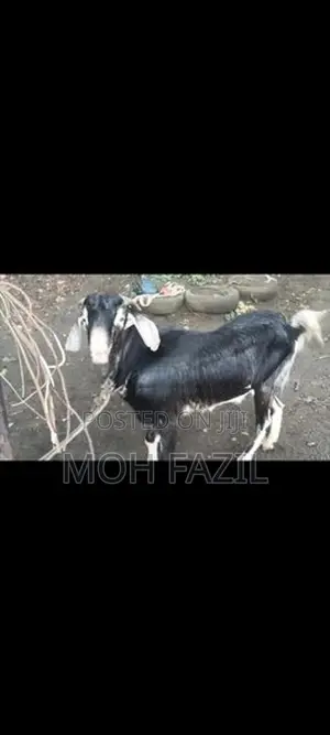 Male Goat