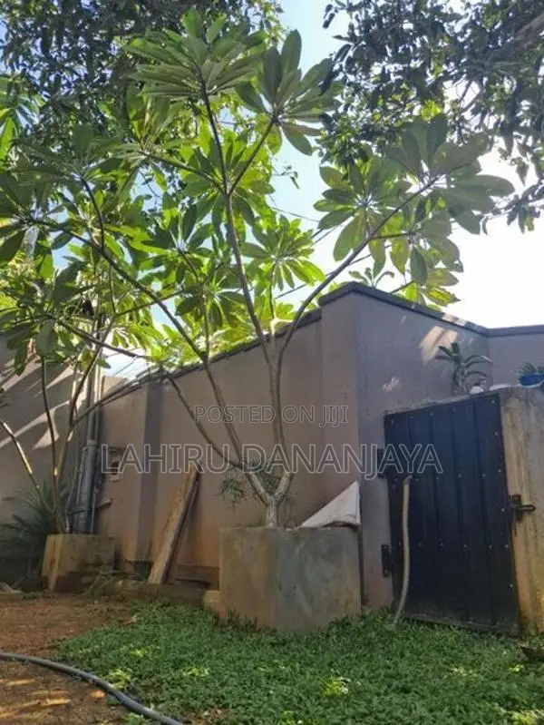Araliya Trees