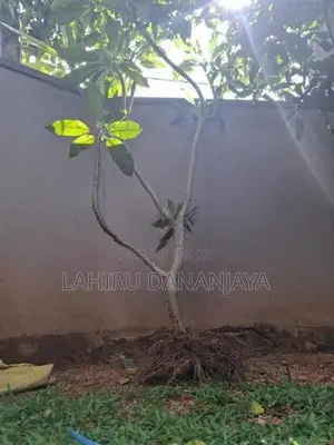 Araliya Trees