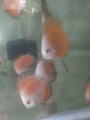 Discuss Fish