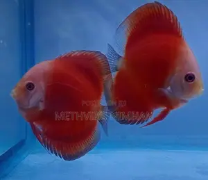 Discus Fish