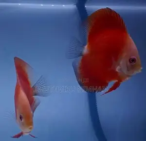 Discus Fish