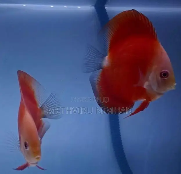 Discus Fish