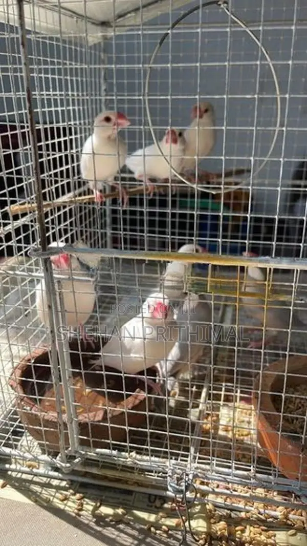 Jawa Birds
