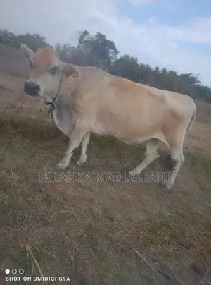Jersey Cow