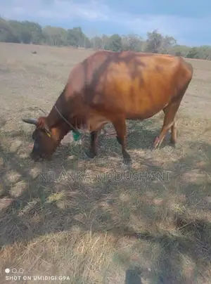 Jersey Cow