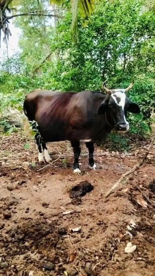 Jersey Cow