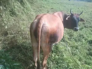 Jersey Cow