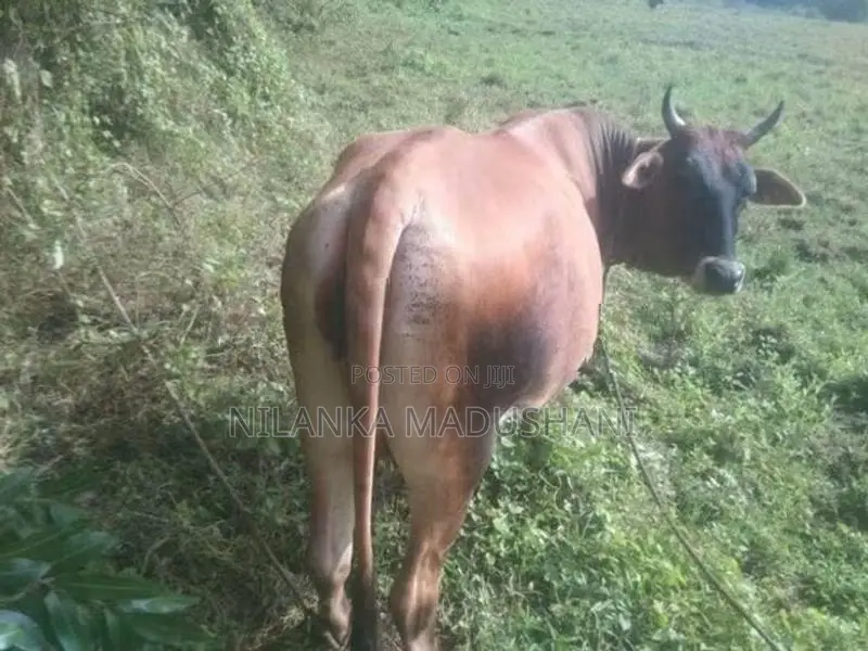 Jersey Cow