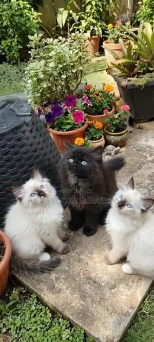 Himalayan Kittens