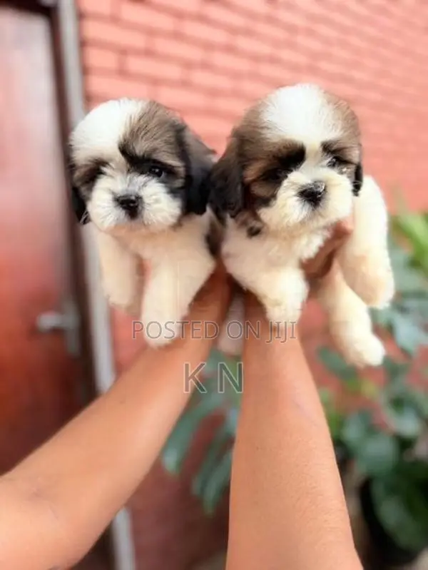 Shih Tzu Puppies