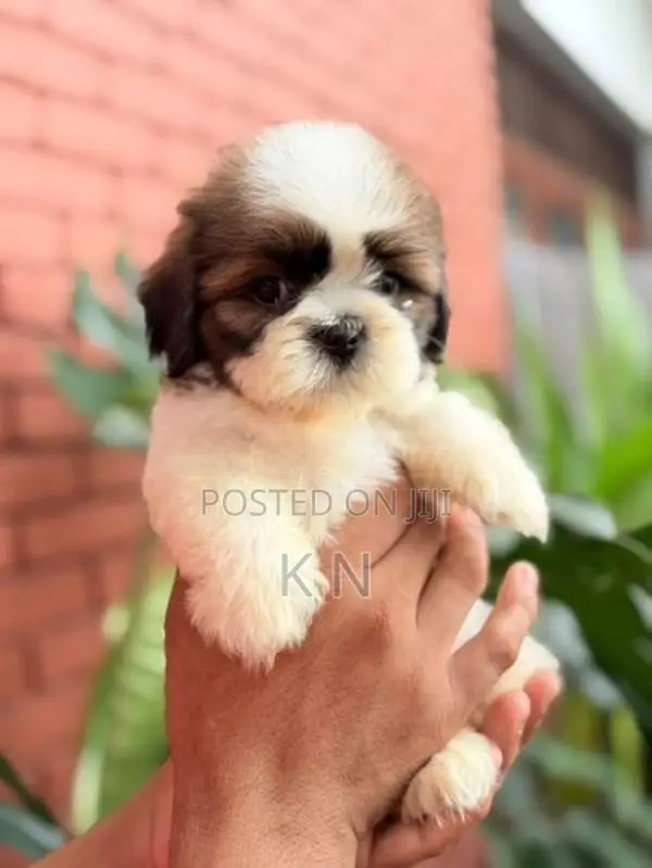Shih Tzu Puppies
