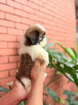 Shih Tzu Puppies