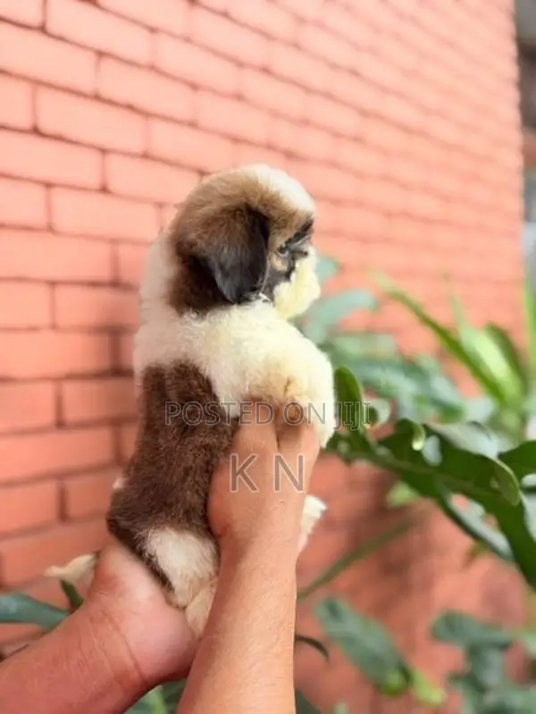 Shih Tzu Puppies