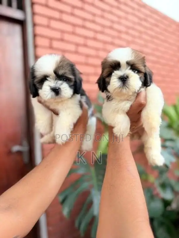 Shih Tzu Puppies
