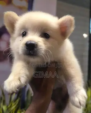 Lion Pomeranian Puppies