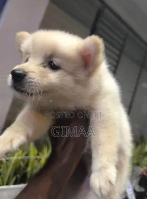 Lion Pomeranian Puppies