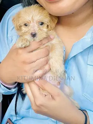 Toy Poodle Puppies