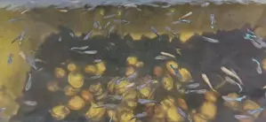 Guppy