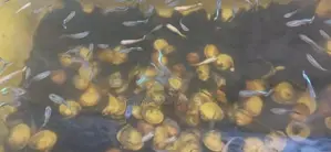 Guppy