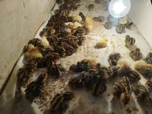 Quail Chicks