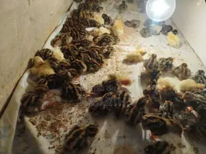 Quail Chicks