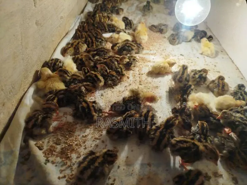 Quail Chicks