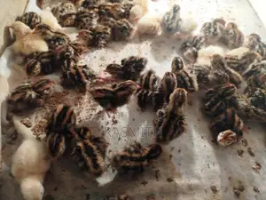Quail Chicks