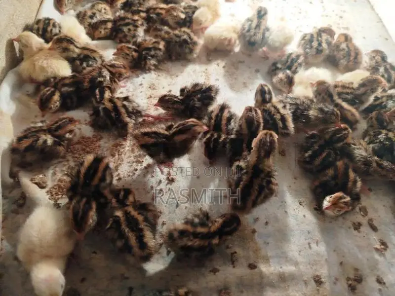 Quail Chicks