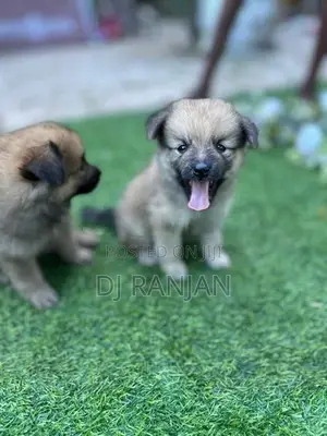 Lion Pomeranian