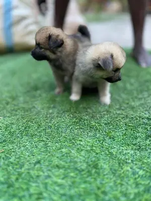 Lion Pomeranian