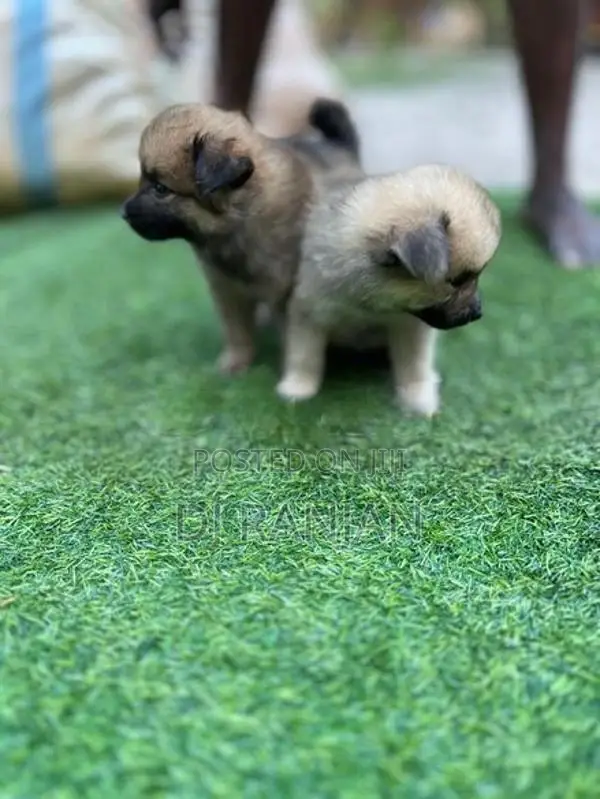 Lion Pomeranian