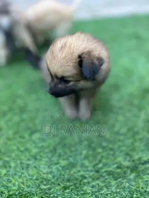 Lion Pomeranian