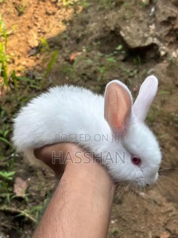 Rabbit Bunnies