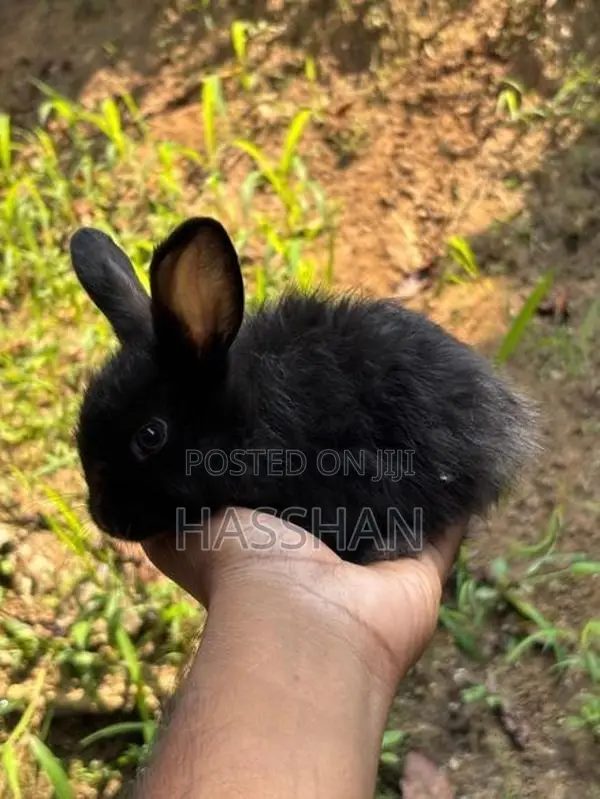 Rabbit Bunnies