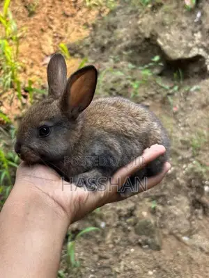 Rabbit Bunnies