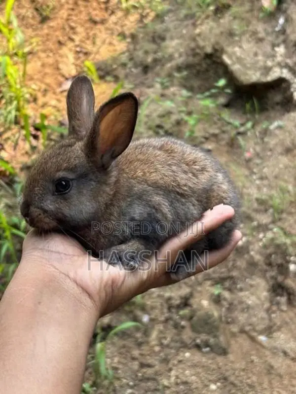 Rabbit Bunnies