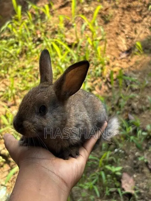 Rabbit Bunnies