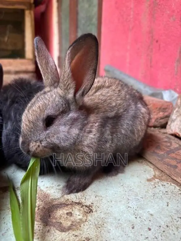 Rabbit Bunnies