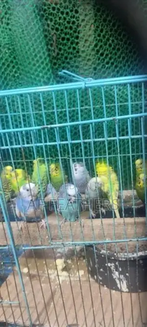 Love Birds Breeding Pair