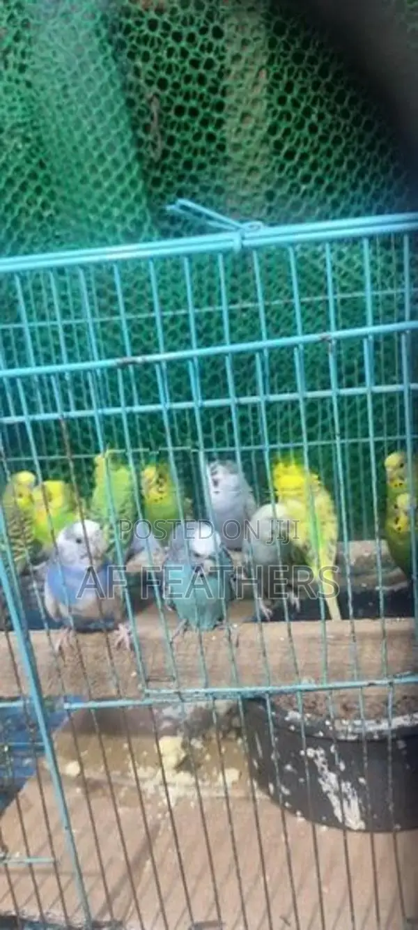 Love Birds Breeding Pair