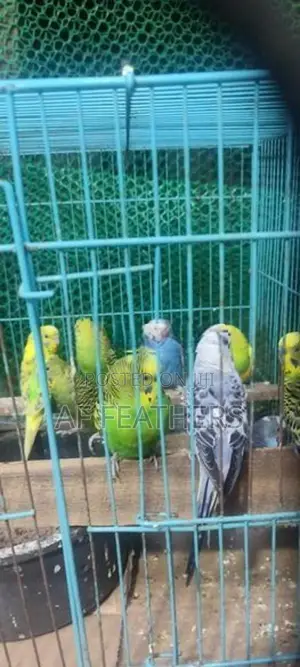 Love Birds Breeding Pair