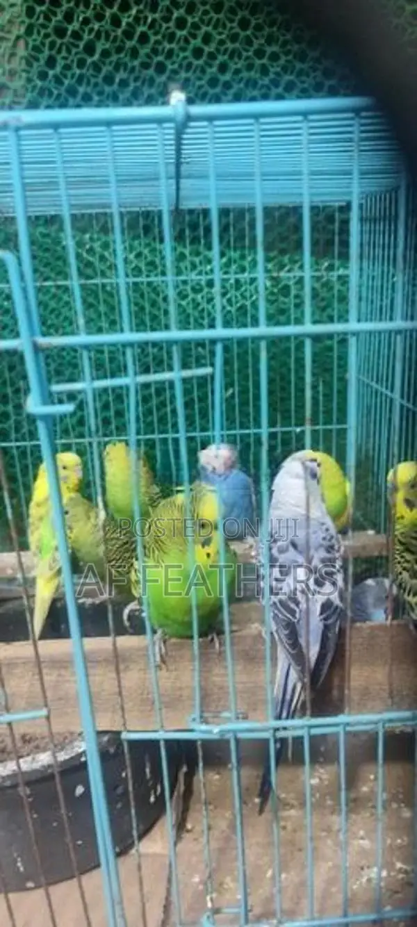 Love Birds Breeding Pair