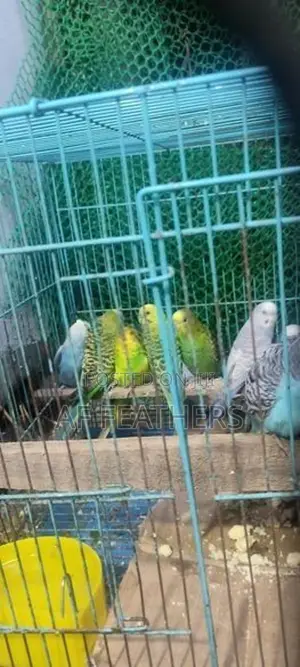 Love Birds Breeding Pair