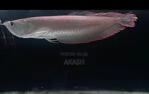 Albino Silver Arowana (13inch)