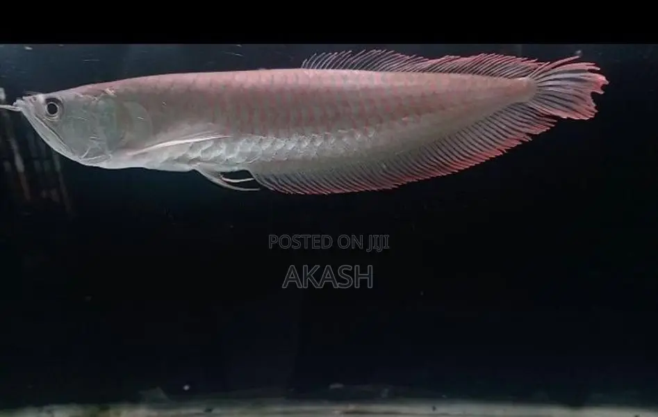 Albino Silver Arowana (13inch)