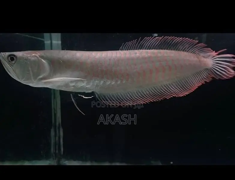 Albino Silver Arowana (13inch)